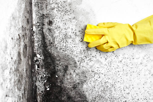 Best Attic Mold Removal  in Eddyville, IA