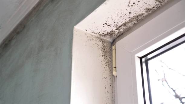 Best Commercial Mold Removal  in Eddyville, IA