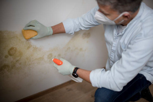 Certified Mold Removal in Eddyville, IA