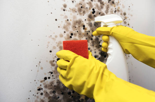 Best Mold Removal and Inspection  in Eddyville, IA