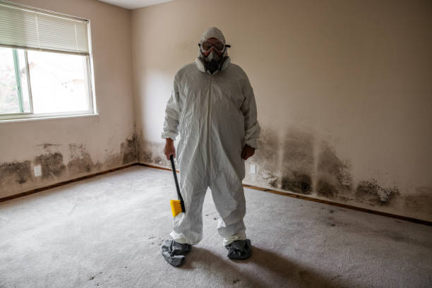 Best Mold Damage Repair  in Eddyville, IA