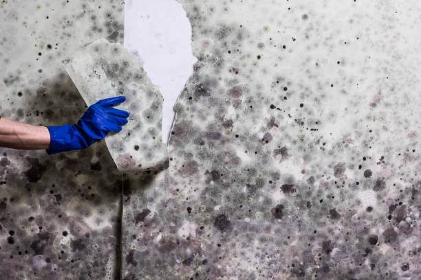Best Professional Mold Removal  in Eddyville, IA
