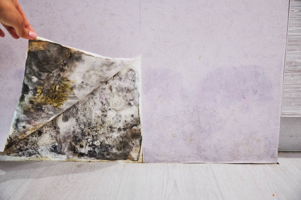 Best Fast Mold Removal  in Eddyville, IA
